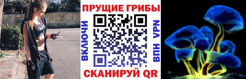 Галлюциногенные грибы Psilocybe  Шуя 